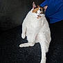 animal, black_fur, blue_cushion, calico, cat, cozy, curious, cushion, cute, feline, fur, indoor, looking, orange_fur, pet, relaxed, sitting, soft_texture, white_fur, wide_eyes