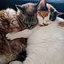 animal, cat, close_up, companionship, cozy, cuddle, cute, domestic_animal, ears, feline, fur, indoor, peaceful, pets, resting, sleeping, snuggling, soft, two_cats, whiskers