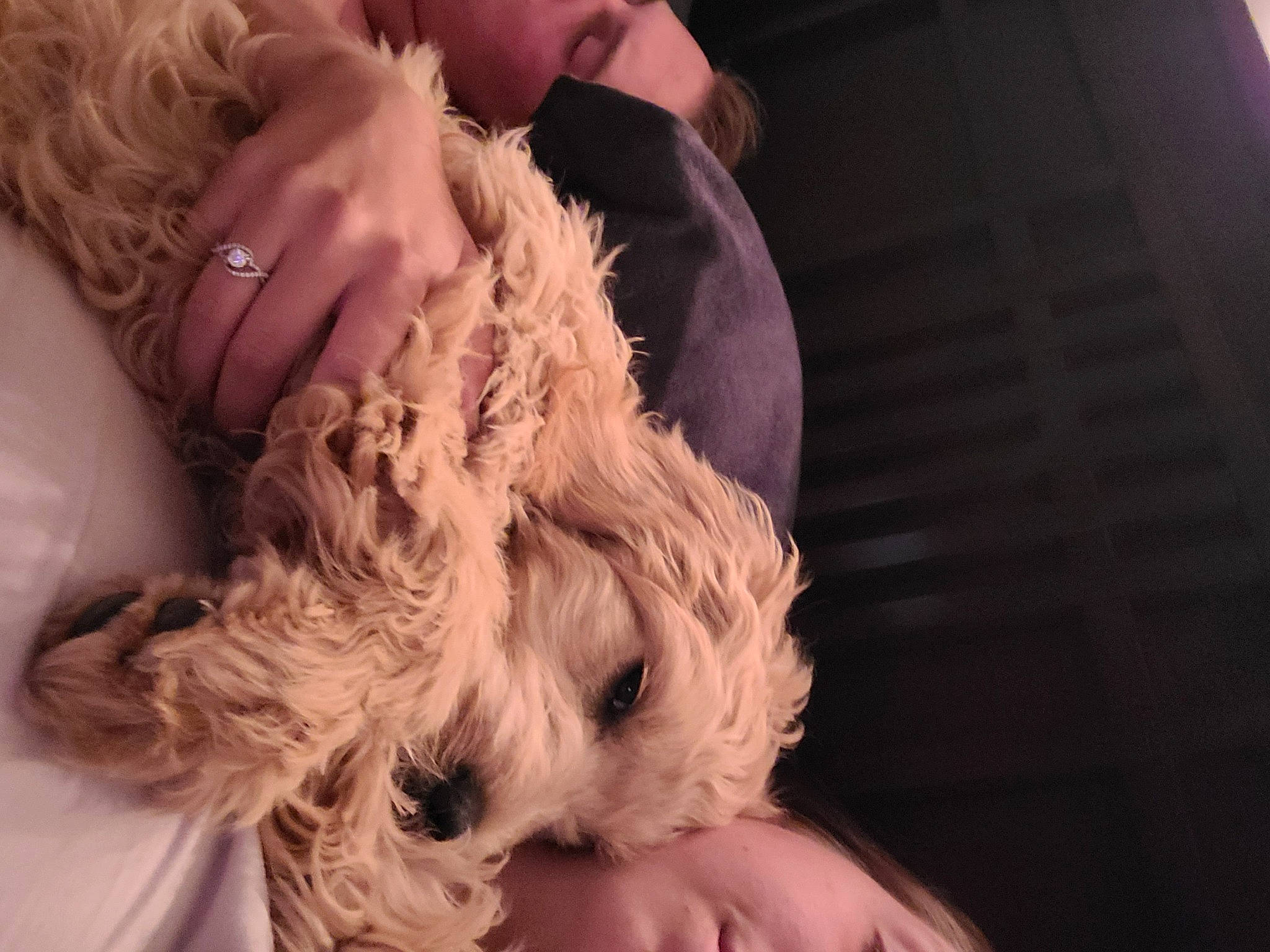 Cooper is registered to the contest to win money with this photo: blond, canidae, carnivore, cockapoo, companion_dog, dog, dog_breed, ear, fur, hand, maltepoo, maltese, morkie, non_sporting_group, puppy, puppy_love, schnoodle, sporting_group, terrier, west_highland_white_terrier