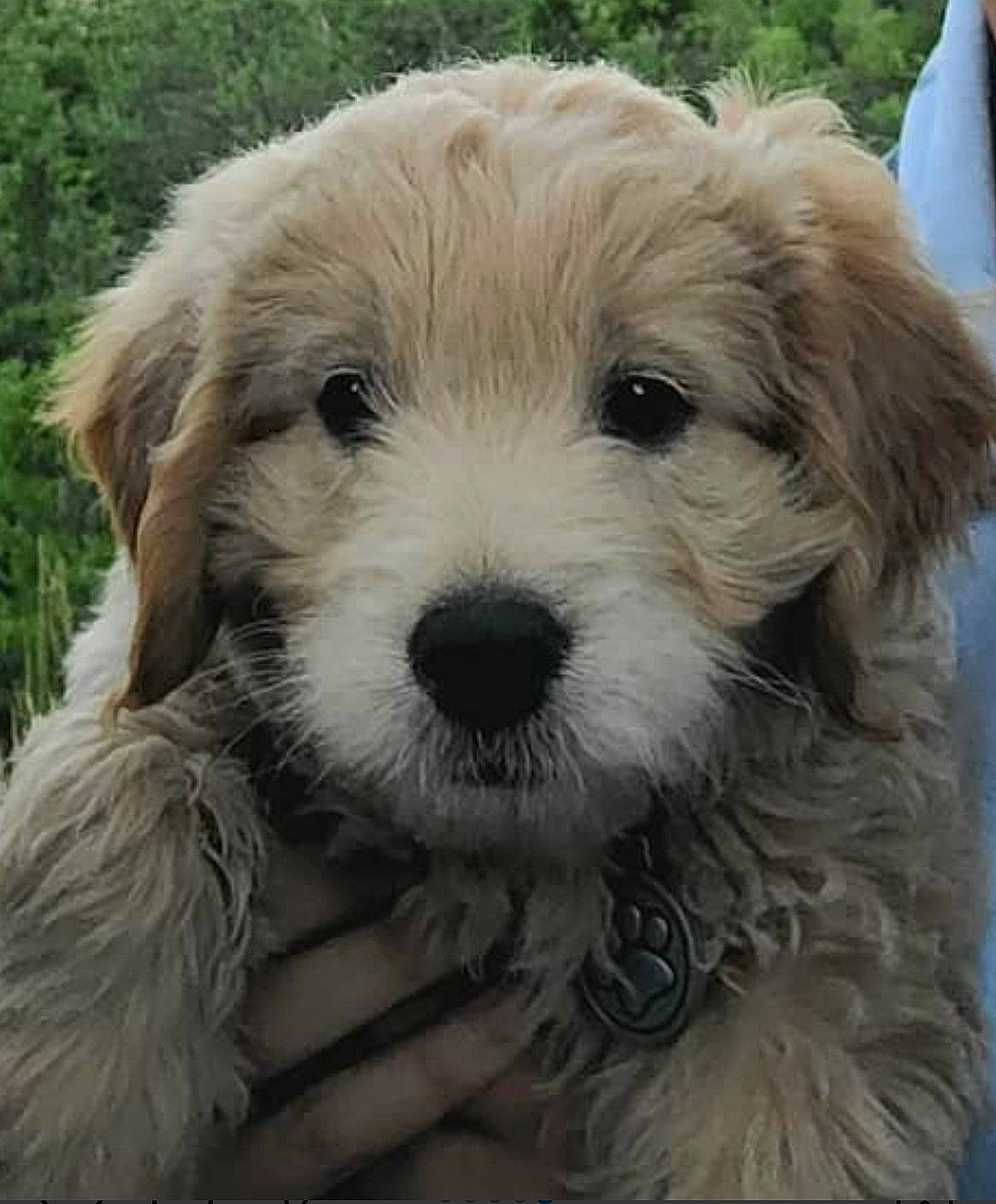 Cooper joined the competition — help win amazing prizes! briquet_griffon_vendeen, canidae, carnivore, cavachon, cavapoo, companion_dog, dog, dog_breed, dutch_smoushond, havanese, maltepoo, mammal, poodle_crossbreed, puppy, sapsali, schnoodle, shih_poo, sporting_lucas_terrier, terrier, vertebrate