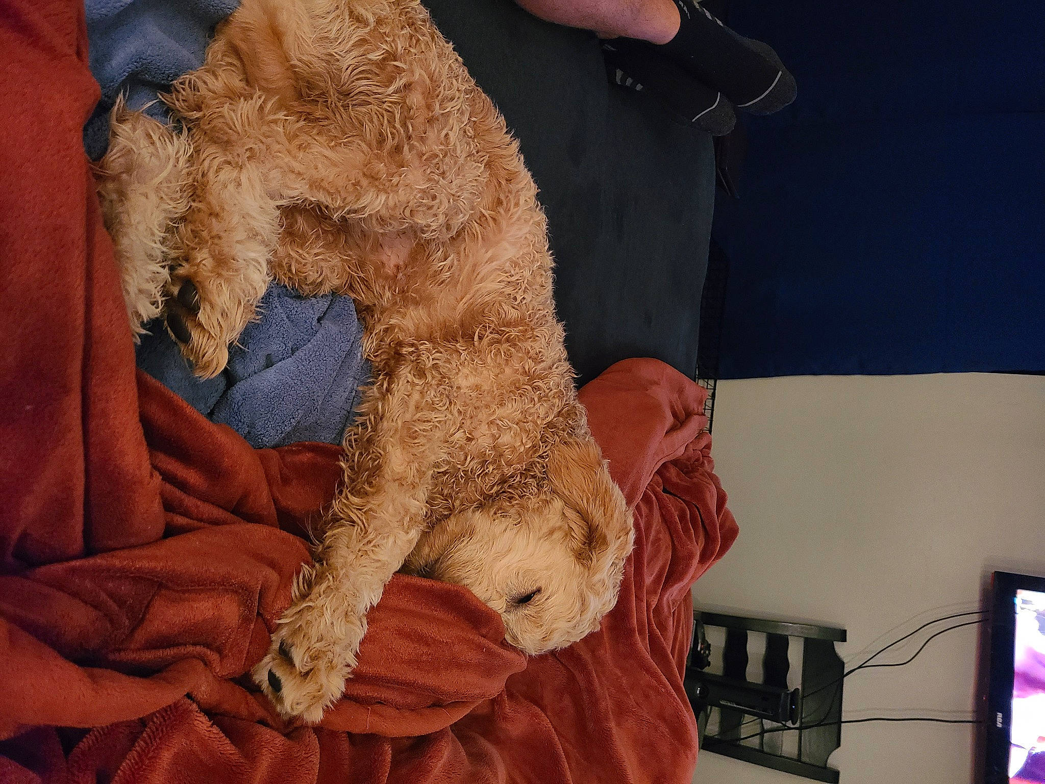 Cooper joined the competition — help win amazing prizes! art, carnivore, comfort, companion_dog, dog, dog_breed, fawn, felidae, fur, fur_clothing, gesture, human_leg, nail, paw, picture_frame, plush, stuffed_toy, toy, wool, wrist