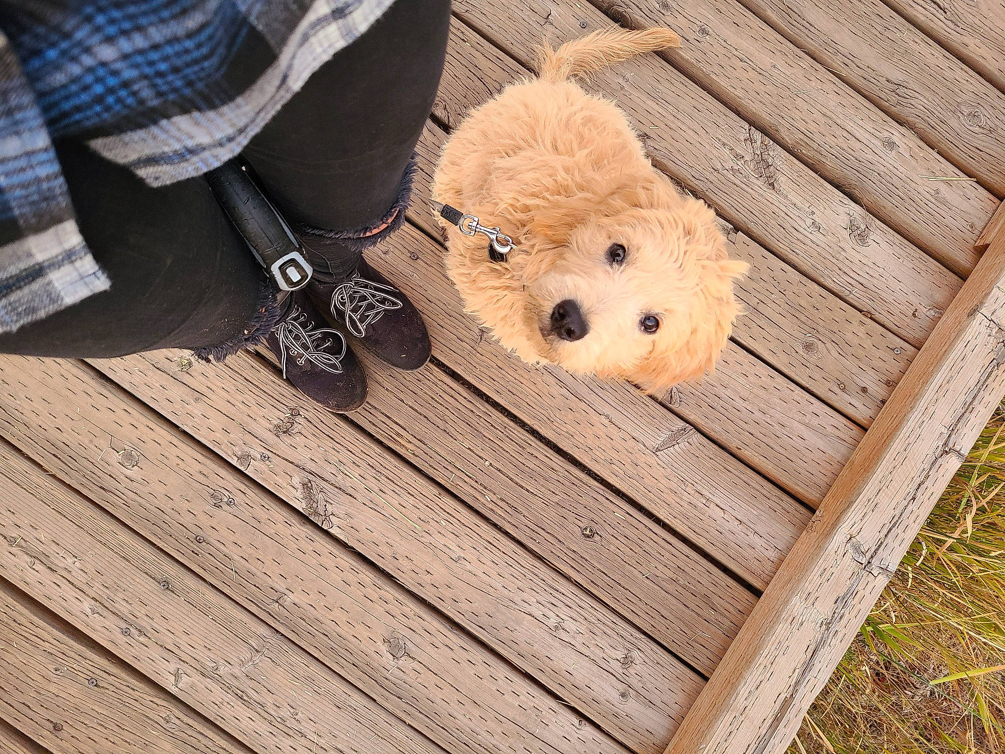 Cooper is registered to the contest to win money with this photo: canidae, carnivore, companion_dog, dog, dog_breed, floor, non_sporting_group, puppy, shoe, teddy_bear, toy_dog, wood