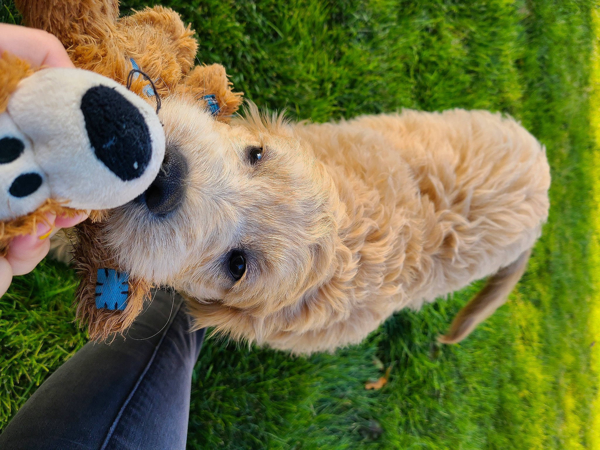 Cooper joined the competition — help win amazing prizes! canidae, carnivore, dog, dog_breed, dog_toy, fawn, fur, golden_retriever, goldendoodle, grass, livestock, plush, puppy, sheep, sporting_group, stuffed_toy, terrier, toy, tree
