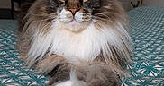 Loki participe au concours pour gagner de l'argent avec cette photo : animal, bed, bedding, cat, close_up, ears, face, fluffy, fur, indoor, long_hair, looking_at_camera, pattern, paws, pet, portrait, relaxed, teal, whiskers, white