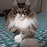 Loki participe au concours pour gagner de l'argent avec cette photo : cat, long_hair, fluffy, pet, animal, indoor, bed, bedding, pattern, teal, white, fur, ears, face, whiskers, paws, relaxed, looking_at_camera, close_up, portrait