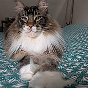 Loki a rejoint le concours — aidez-le/la à gagner de superbes lots ! cat, maine_coon, fluffy, pet, animal, indoor, bed, bedding, patterned, teal, white, fur, whiskers, ears, paws, relaxed, portrait, closeup, feline, looking_at_camera