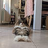 Loki participe au concours pour gagner de l'argent avec cette photo : animal, cat, cat_tree, chair, cozy, curtain, floor, fluffy, furniture, home, indoor, light, long_hair, mammal, paws, pet, relaxed, room, tile, window