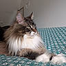 Loki participe au concours pour gagner de l'argent avec cette photo : cat, long_hair, feline, pet, animal, indoor, bedspread, pattern, teal, white, resting, side_view, whiskers, ears, paw, fur, domestic, cute, calm, relaxed