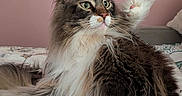 Loki a rejoint le concours — aidez-le/la à gagner de superbes lots ! cat, fluffy, long_hair, pet, animal, indoor, bed, toy, leopard_print, playful, fur, whiskers, ears, pink_nose, green_eyes, relaxed, domestic_cat, feline, portrait, cute
