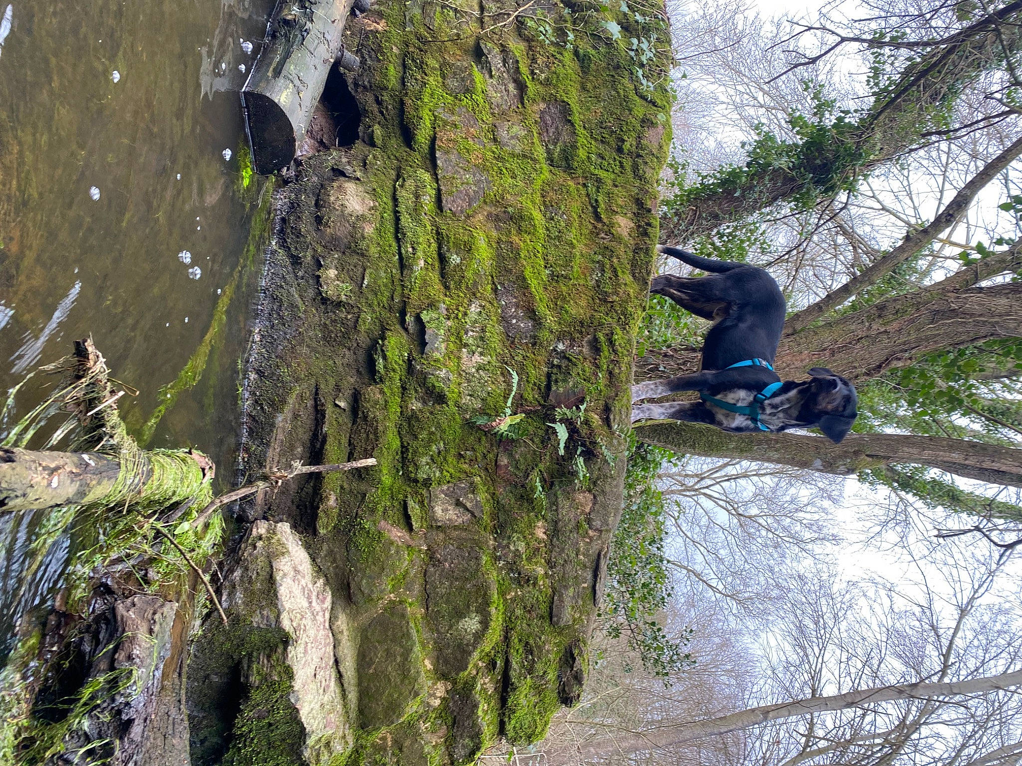 Malin a rejoint le concours — aidez-le/la à gagner de superbes lots ! bedrock, biome, branch, climbing, forest, formation, geology, leisure, outcrop, outdoor_recreation, plant, recreation, rock, rock_climbing_equipment, rope, sport_climbing, tree, trunk, wheel, woody_plant