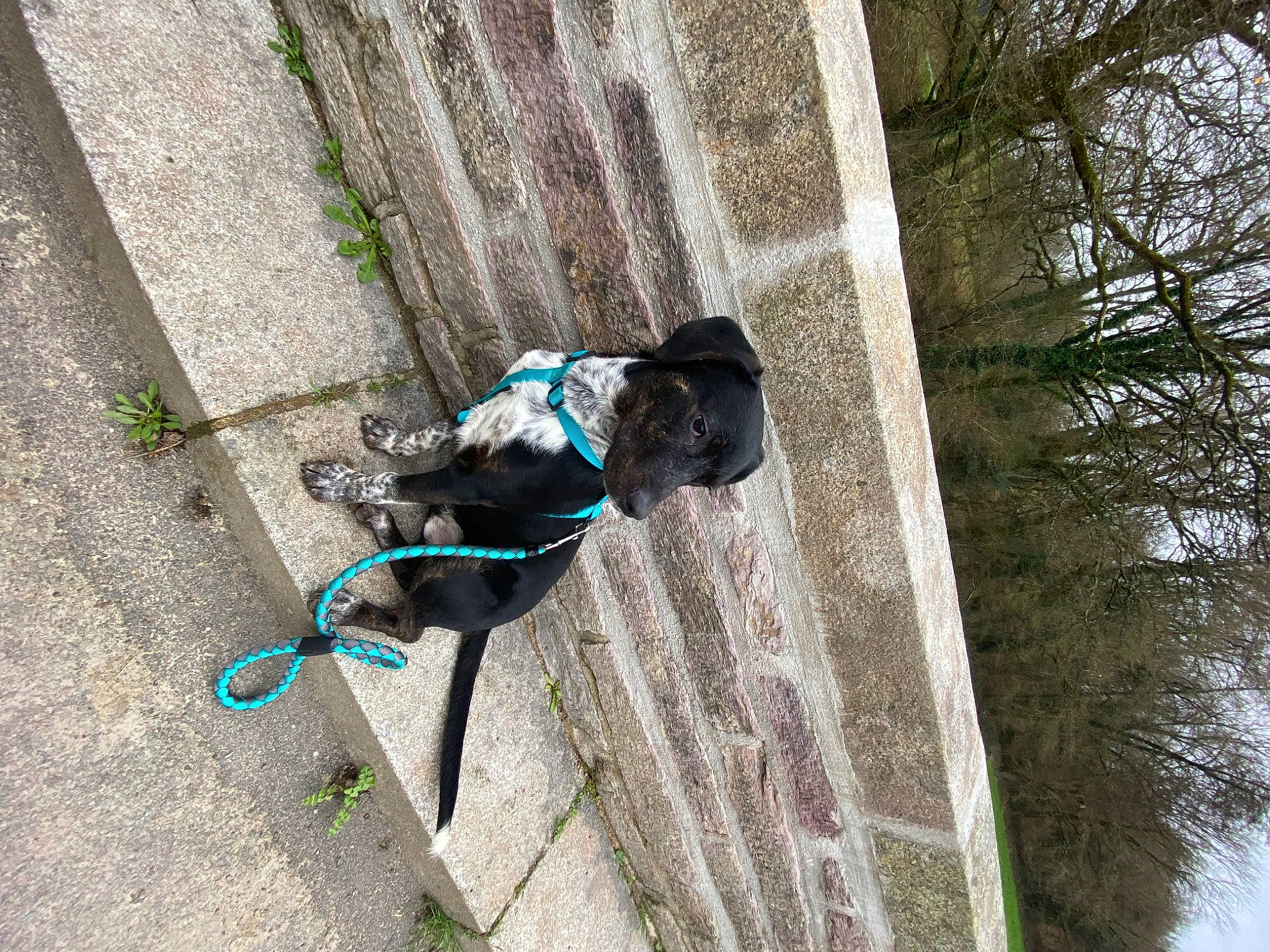 Malin participe au concours pour gagner de l'argent avec cette photo : camera, cameras_optics, canidae, carnivore, dog, dog_breed, electric_blue, fawn, leash, plant, recreation, shadow, sidewalk, soil, sporting_group, tail, tree, trunk, wood, working_animal