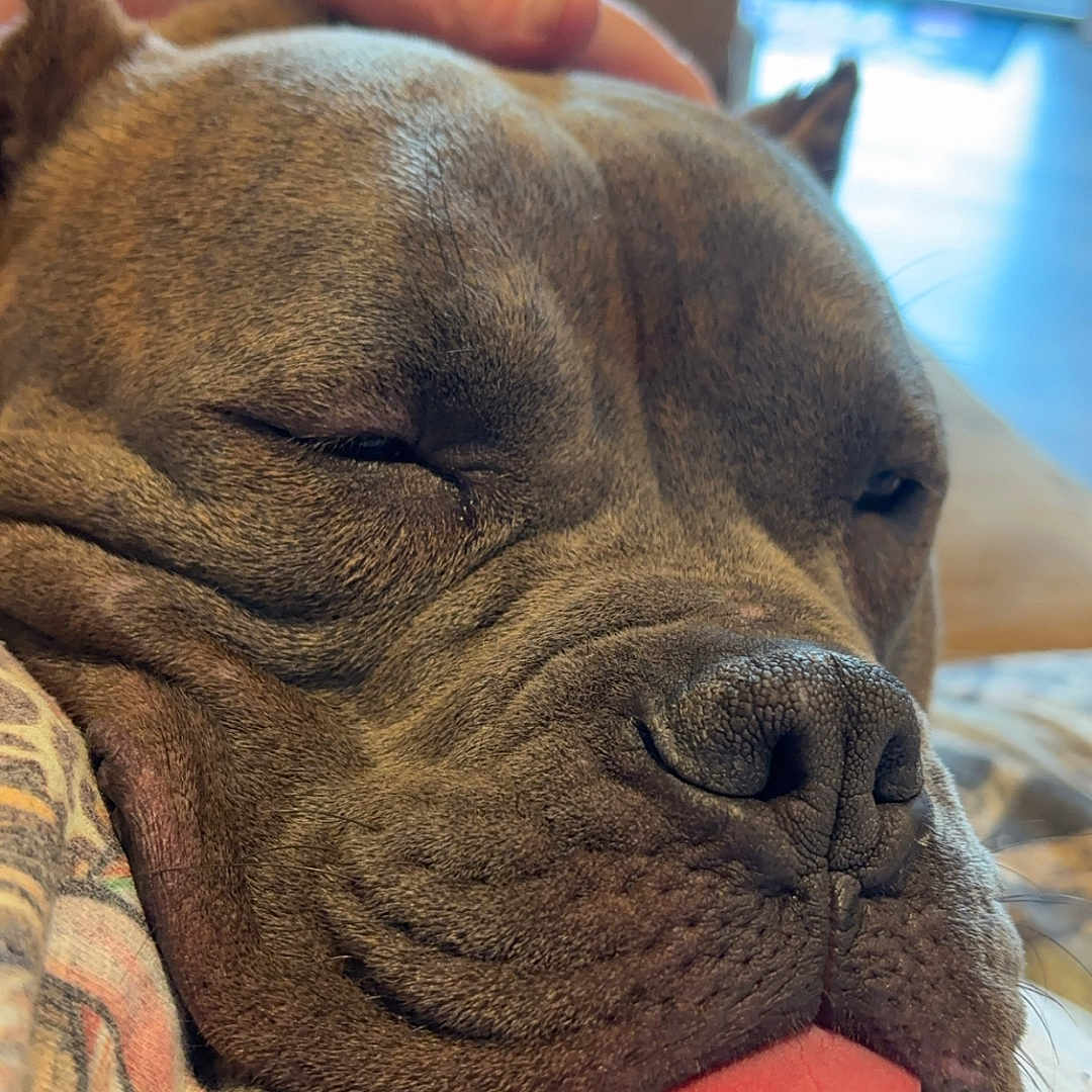 Ace joined the competition — help win amazing prizes! animal, architecture, boxer, building, bulldog, canine, chair, couch, dog, frenchbulldog, furniture, hardwood, indoors, interiordesign, person, pet, pitbull, puppy, sleeping, wood