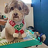 dog, pet, fluffy, scarf, festive, christmas, grooming, portrait, indoor, sitting, brown, white, fur, collar, cute, camera, table, door, home, holiday