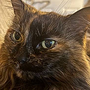 Kiki joined the competition — help win amazing prizes! cat, tortoiseshell, long_hair, fluffy, fur, whiskers, green_eyes, close_up, portrait, pet, animal, indoor, warm_lighting, soft_focus, reflective_eyes, ears, nose, muzzle, facial_expression, photography