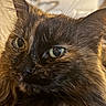 cat, tortoiseshell, long_hair, fluffy, fur, whiskers, green_eyes, close_up, portrait, pet, animal, indoor, warm_lighting, soft_focus, reflective_eyes, ears, nose, muzzle, facial_expression, photography
