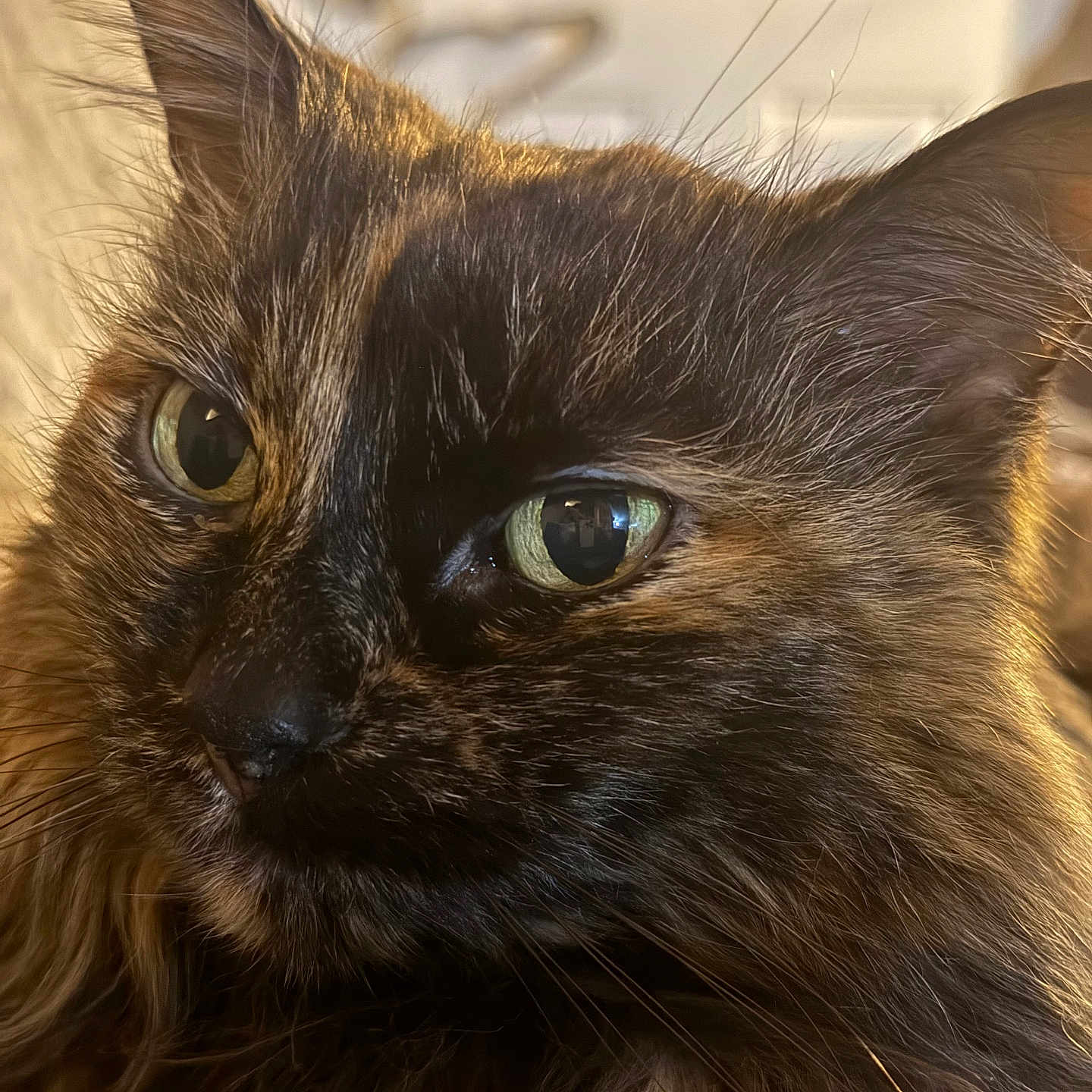 Kiki joined the competition — help win amazing prizes! cat, tortoiseshell, long_hair, fluffy, fur, whiskers, green_eyes, close_up, portrait, pet, animal, indoor, warm_lighting, soft_focus, reflective_eyes, ears, nose, muzzle, facial_expression, photography