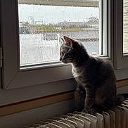 Ash a rejoint le concours — aidez-le/la à gagner de superbes lots ! animal, cat, cozy, domestic, feline, gloomy, grey_cat, home, indoor, moody, pet, quiet, radiator, rain, reflection, side_view, sitting, still_life, weather, window