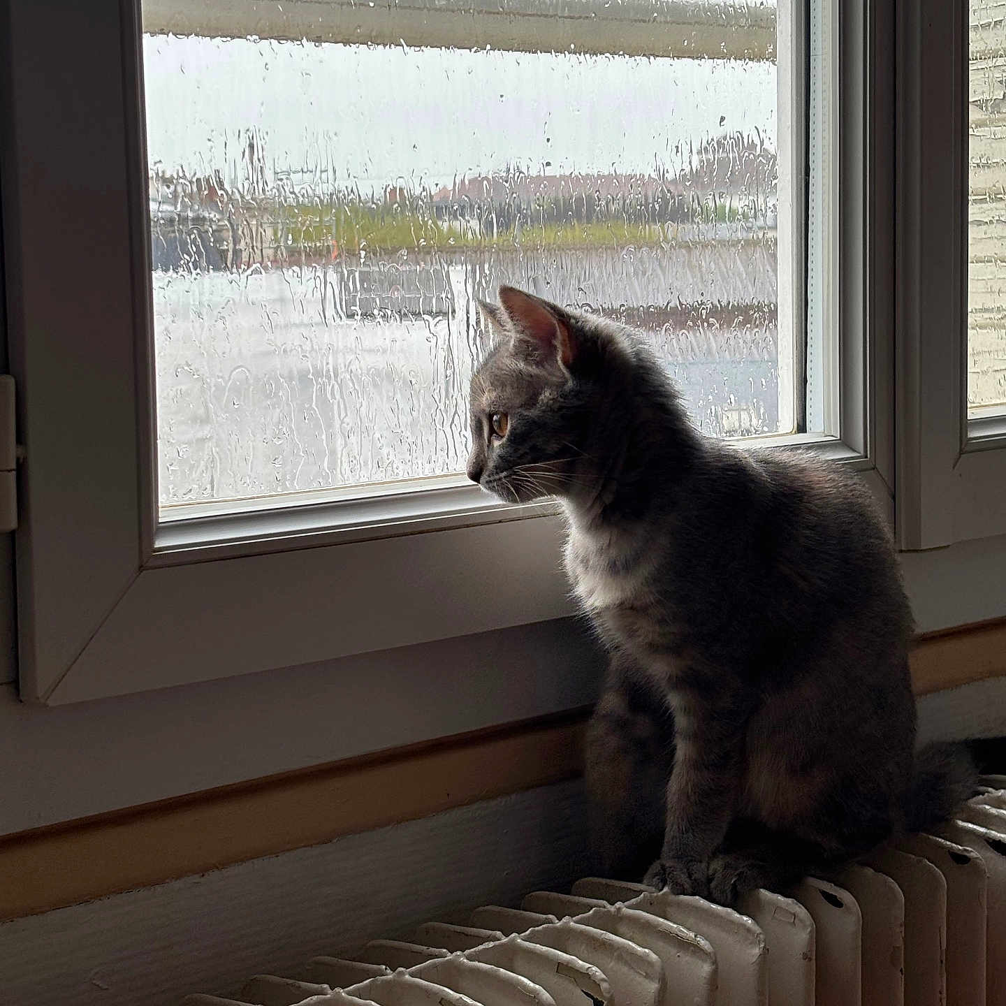 Ash a rejoint le concours — aidez-le/la à gagner de superbes lots ! animal, cat, cozy, domestic, feline, gloomy, grey_cat, home, indoor, moody, pet, quiet, radiator, rain, reflection, side_view, sitting, still_life, weather, window