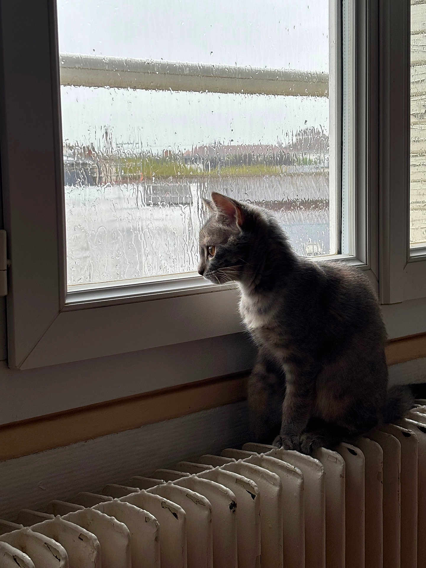 Ash a rejoint le concours — aidez-le/la à gagner de superbes lots ! animal, cat, cozy, domestic, feline, gloomy, grey_cat, home, indoor, moody, pet, quiet, radiator, rain, reflection, side_view, sitting, still_life, weather, window
