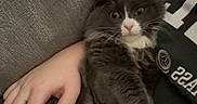 Dusty joined the competition — help win amazing prizes! animal, blanket, cat, close_up, comfort, couch, cozy, domestic_animal, feline, fluffy_fur, gray_cat, hand, indoor, person, pet, relaxed, resting, soft_texture, sweatshirt, white_paws