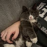 animal, blanket, cat, close_up, comfort, couch, cozy, domestic_animal, feline, fluffy_fur, gray_cat, hand, indoor, person, pet, relaxed, resting, soft_texture, sweatshirt, white_paws