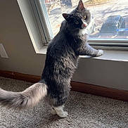 Dusty is registered to the contest to win money with this photo: animal, carpet, cat, cozy, curious, daylight, domestic, feline, fluffy_tail, gray_cat, home, indoor, looking_out, pet, quiet, street_view, sunlight, tree, white_paws, window