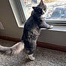 animal, carpet, cat, cozy, curious, daylight, domestic, feline, fluffy_tail, gray_cat, home, indoor, looking_out, pet, quiet, street_view, sunlight, tree, white_paws, window