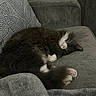 Dusty joined the competition — help win amazing prizes! animal, blanket, cat, comfort, cozy, cute, domestic_animal, fur, furry, gray_couch, home, indoor, paw, pet, pillow, relaxing, resting, sleeping, soft, whiskers