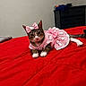 cat, tabby_cat, pet, pink_dress, bow, hello_kitty, bed, red_bedspread, indoor, feline, domestic_cat, resting, cute, animal, collar, accessory, furniture, dresser, cloth, portrait
