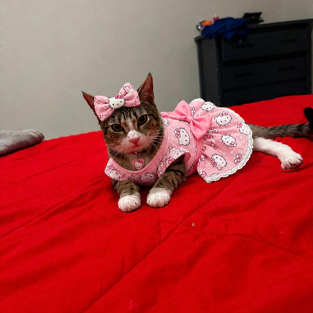 Camilla is registered to the contest to win money with this photo: cat, tabby_cat, pet, pink_dress, bow, hello_kitty, bed, red_bedspread, indoor, feline, domestic_cat, resting, cute, animal, collar, accessory, furniture, dresser, cloth, portrait