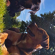 Tyson participe au concours pour gagner de l'argent avec cette photo : dog, dogs, outdoor, grass, tree, sky, sunlight, pet, canine, nature, animal, daylight, park, relaxing, mammal, brown_dog, black_dog, lying_down, sitting, ears