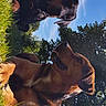 dog, dogs, outdoor, grass, tree, sky, sunlight, pet, canine, nature, animal, daylight, park, relaxing, mammal, brown_dog, black_dog, lying_down, sitting, ears