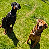 dog, doberman, mixed_breed, grass, outdoor, sunny, shadow, pet, canine, animal, greenery, happy, sitting, nature, summer, yard, playful, leash, collar, companion