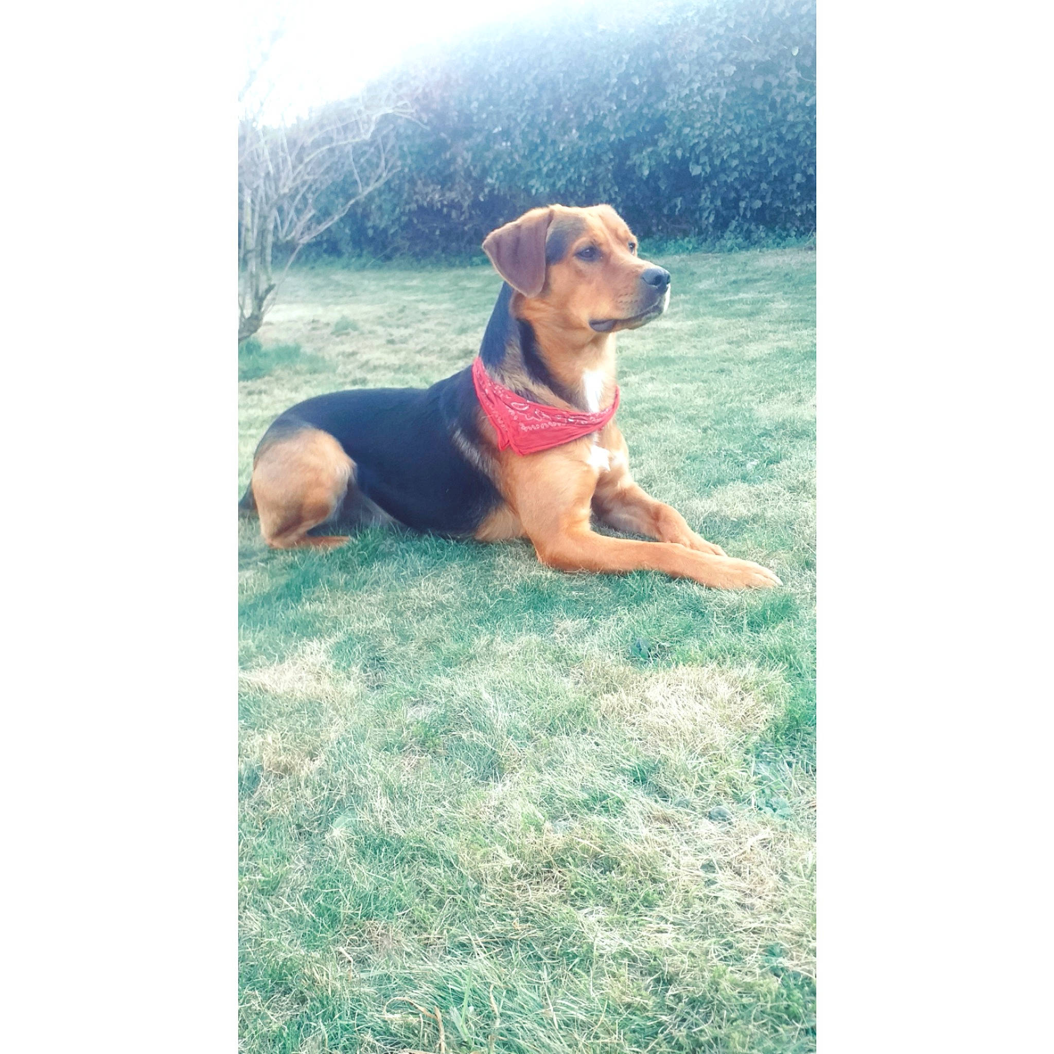 Tyson