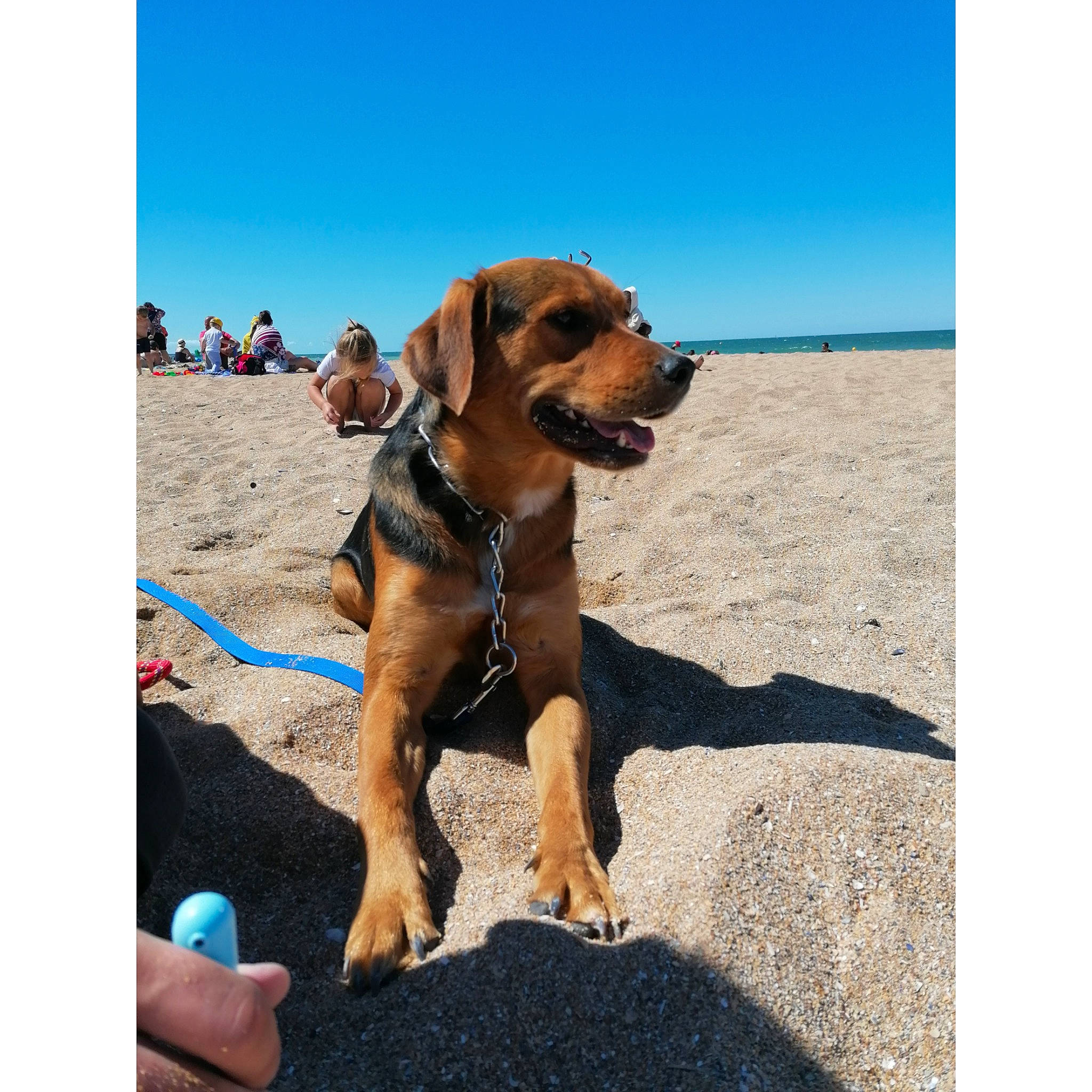 Tyson participe au concours pour gagner de l'argent avec cette photo : beach, bloodhound, broholmer, canidae, carnivore, coonhound, dog, dog_breed, hound, mammal, puppy, redbone_coonhound, rhodesian_ridgeback, sky, sporting_group, vacation, vertebrate