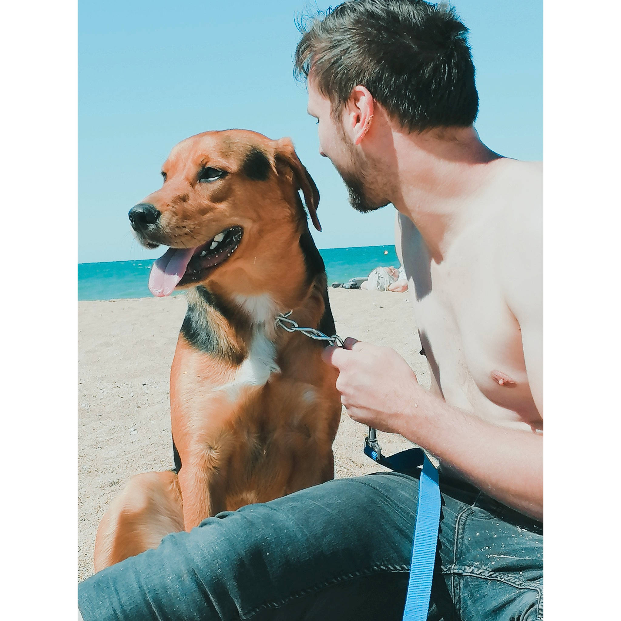 Tyson a rejoint le concours — aidez-le/la à gagner de superbes lots ! black_mouth_cur, canidae, carnivore, companion_dog, dog, dog_breed, fawn, mammal, puppy, puppy_love, sporting_group, vertebrate