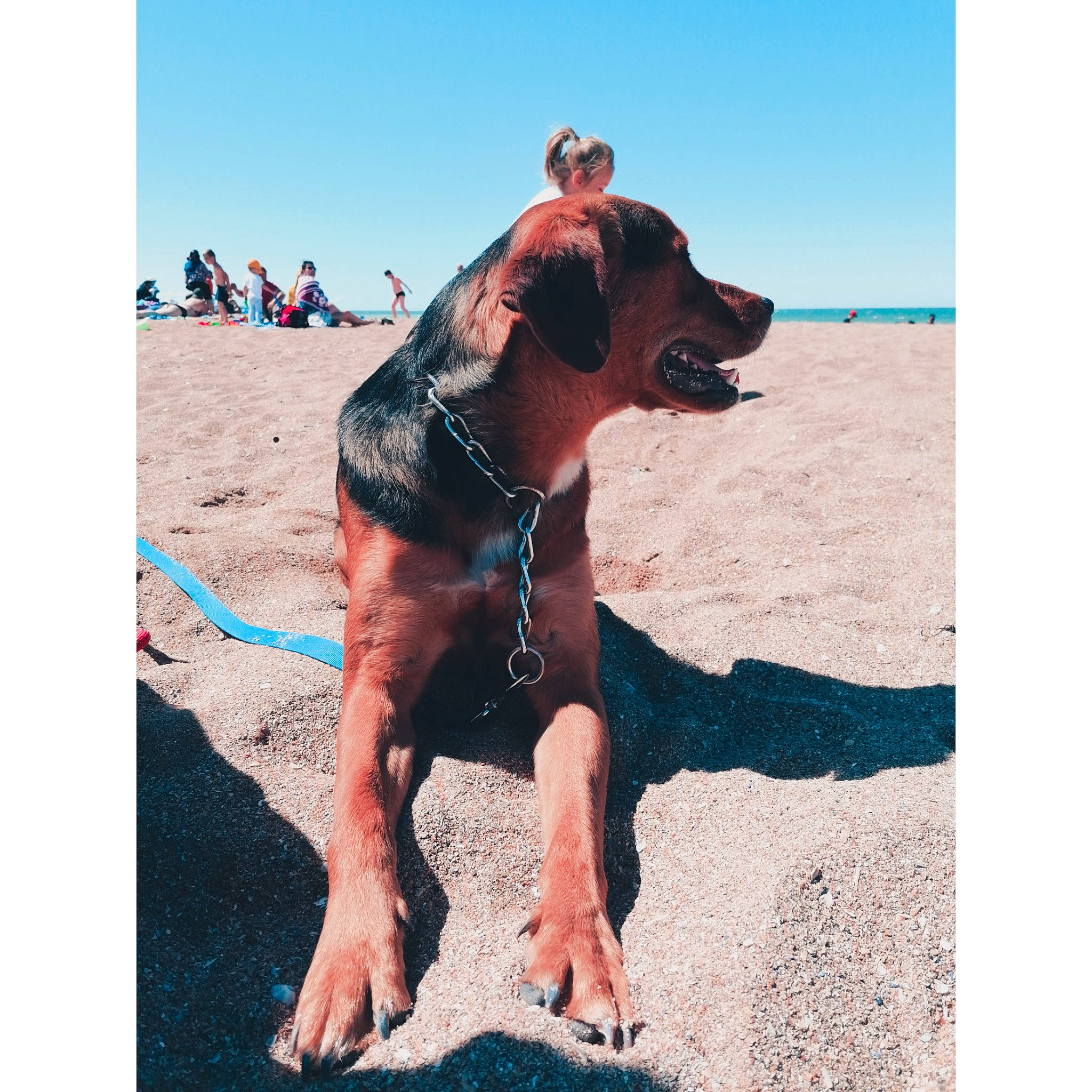 Tyson participe au concours pour gagner de l'argent avec cette photo : american_pit_bull_terrier, american_staffordshire_terrier, beach, canidae, carnivore, dog, dog_breed, dog_collar, fawn, great_dane, guard_dog, mammal, non_sporting_group, ocean, sky, sporting_group, vacation, working_dog