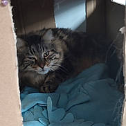 Guignol a rejoint le concours — aidez-le/la à gagner de superbes lots ! bag, box, carnivore, cat, comfort, domestic_short_haired_cat, felidae, fur, grey, room, small_to_medium_sized_cats, tail, terrestrial_animal, whiskers, window