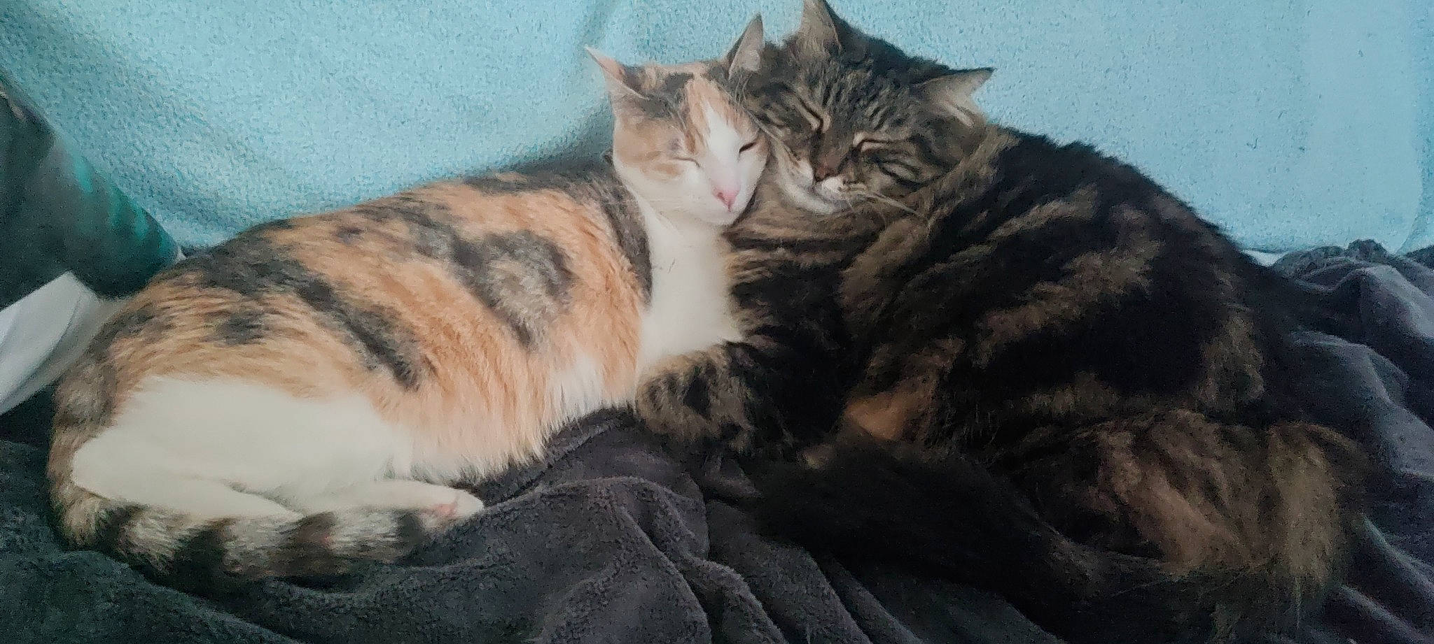 Guignol a rejoint le concours — aidez-le/la à gagner de superbes lots ! carnivore, cat, claw, comfort, domestic_short_haired_cat, felidae, fur, nap, paw, sleep, small_to_medium_sized_cats, snout, tail, whiskers