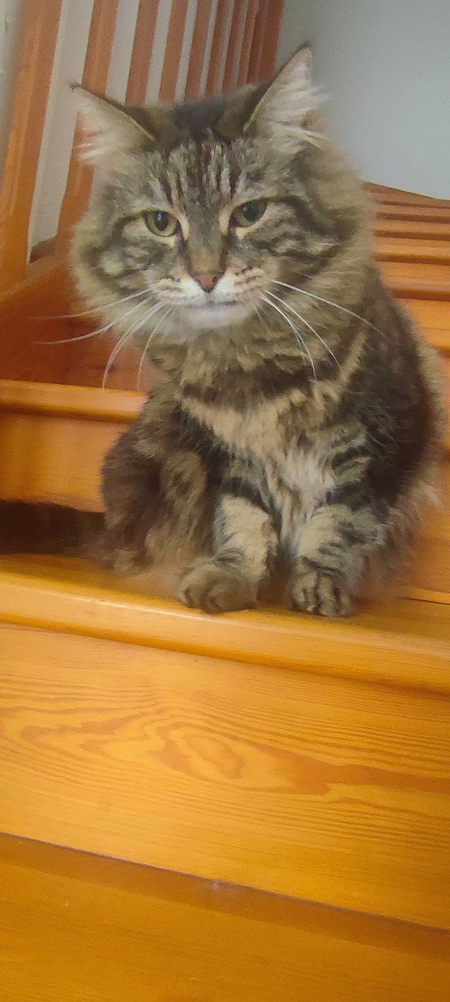 Guignol participe au concours pour gagner de l'argent avec cette photo : carnivore, cat, claw, curious, domestic_short_haired_cat, felidae, flooring, fur, hardwood, maine_coon, paw, small_to_medium_sized_cats, snout, tail, terrestrial_animal, varnish, whiskers, wood, wood_flooring, wood_stain