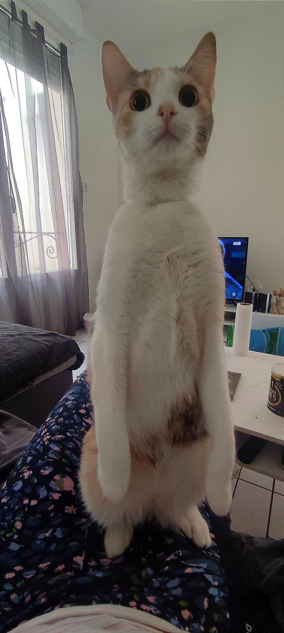 Chipie participe au concours pour gagner de l'argent avec cette photo : balinese, blue, carnivore, cat, comfort, curtain, domestic_short_haired_cat, fawn, felidae, fur, paw, room, small_to_medium_sized_cats, snout, tail, thai, whiskers, white, window, window_treatment