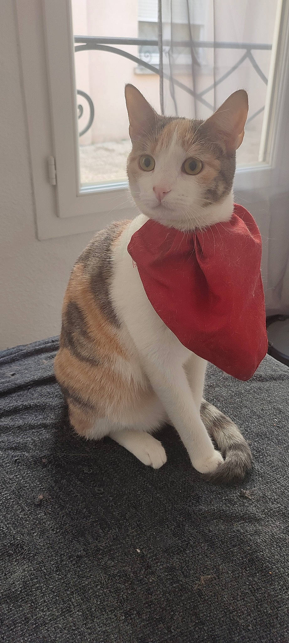 Chipie participe au concours pour gagner de l'argent avec cette photo : carmine, carnivore, cat, collar, domestic_short_haired_cat, fawn, felidae, fur, paw, pet_supply, small_to_medium_sized_cats, snout, tail, terrestrial_animal, whiskers, window