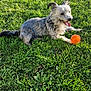 dog, grass, outdoor, pet, animal, ball, play, happy, tongue_out, sunlight, fur, small_dog, nature, greenery, relaxing, summer, cute, canine, toy, daytime