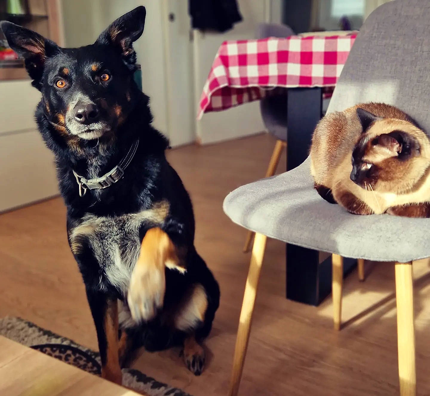 Rj participe au concours pour gagner de l'argent avec cette photo : canidae, carnivore, chair, comfort, companion_dog, dog, dog_breed, flooring, fur, herding_dog, paw, plaid, siamese, snout, sporting_group, tail, terrestrial_animal, whiskers, wood, working_animal