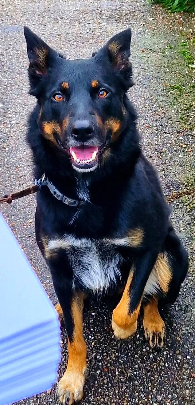 Rj participe au concours pour gagner de l'argent avec cette photo : ancient_dog_breeds, borador, canidae, carnivore, collar, companion_dog, dog, dog_breed, dog_collar, fur, giant_dog_breed, guard_dog, herding_dog, leash, plant, snout, sporting_group, tail, working_animal, working_dog