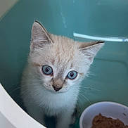 Guizmo participe au concours pour gagner de l'argent avec cette photo : kitten, cat, blue_eyes, pet_food, bowl, indoor, curious, young_animal, feline, whiskers, closeup, cute, small, animal, domestic, white, light_brown, fur, face, looking