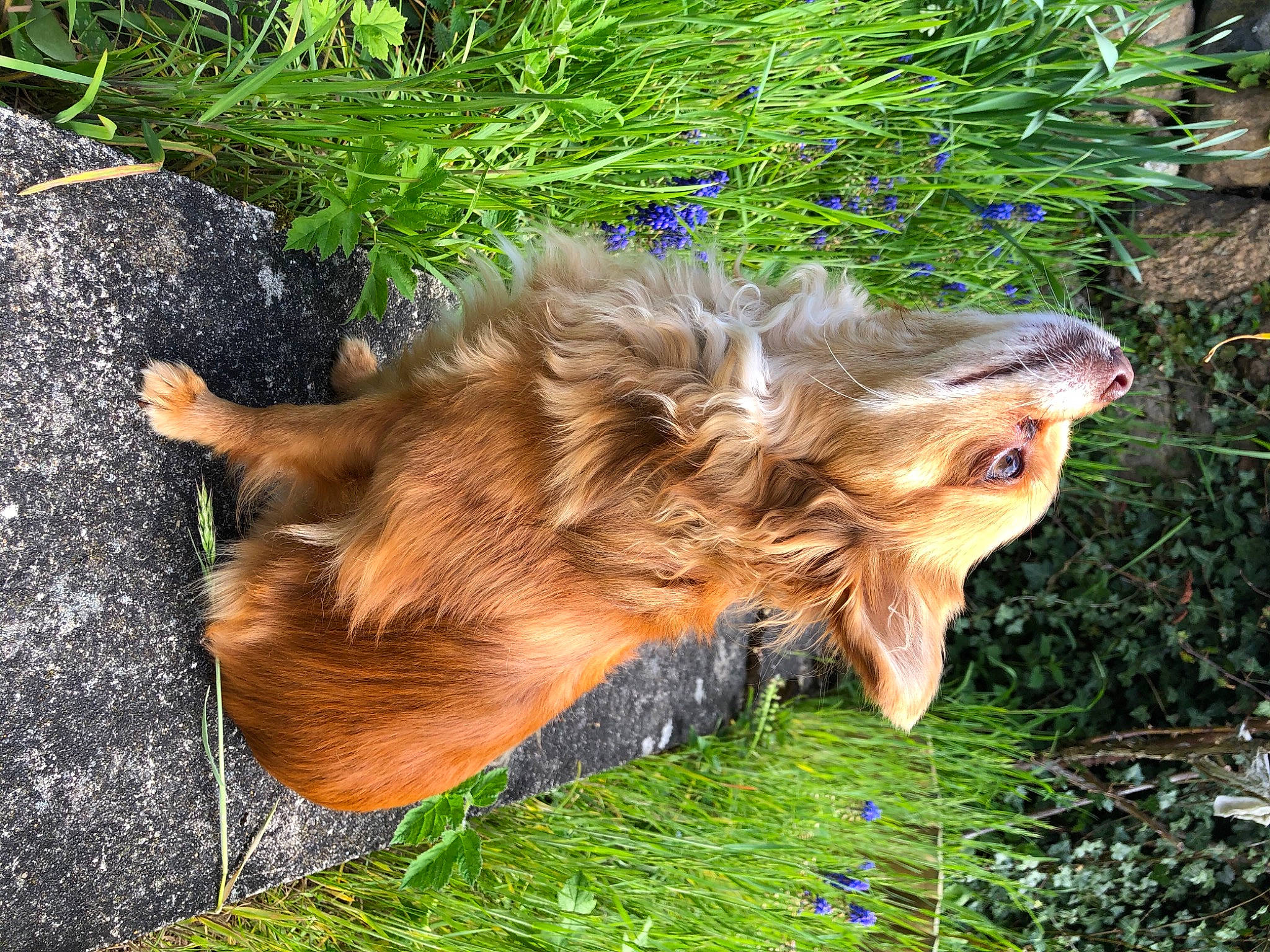 Noisette a rejoint le concours — aidez-le/la à gagner de superbes lots ! canidae, carnivore, companion_dog, dog, dog_breed, fawn, felidae, fur, grass, liver, plant, spaniel, sporting_group, tail, terrier, toy_dog, trunk, whiskers, wood, yorkshire_terrier