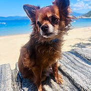 Noisette a rejoint le concours — aidez-le/la à gagner de superbes lots ! dog, chihuahua, beach, rock, sand, blue_sky, sea, outdoor, sunny, pet, animal, fur, small_dog, nature, portrait, closeup, canine, summer, daytime, cute