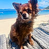 dog, chihuahua, beach, rock, sand, blue_sky, sea, outdoor, sunny, pet, animal, fur, small_dog, nature, portrait, closeup, canine, summer, daytime, cute