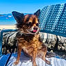 dog, small_dog, chihuahua, tongue_out, outdoor, beach, blue_sky, chair, towel, sunny, pet, animal, leash, fur, portrait, sitting, calm, nature, daytime, playful